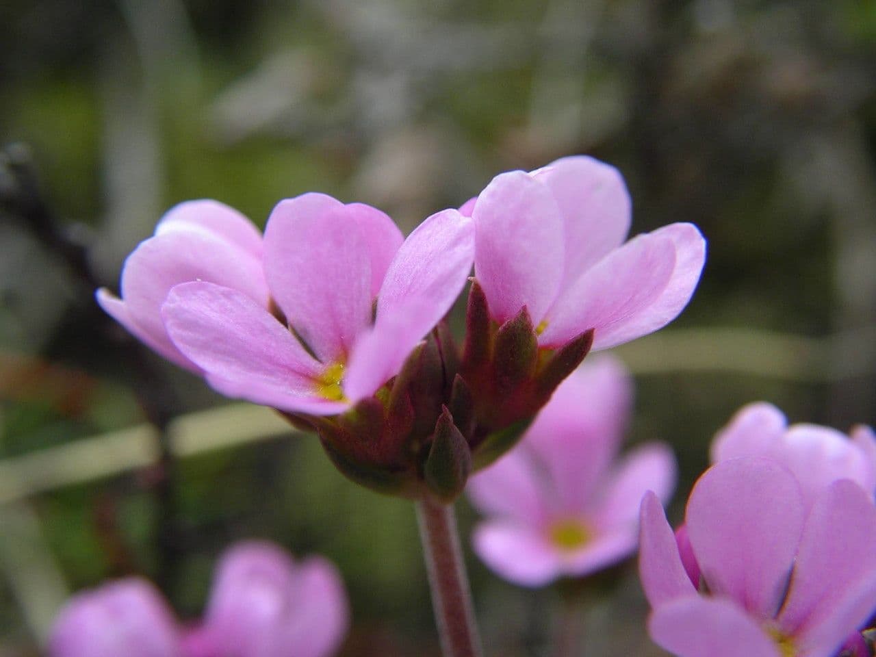 Androsace di Haller