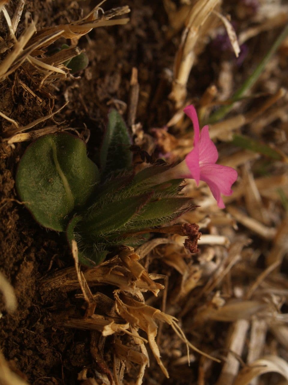 Stenandrium dulce 7
