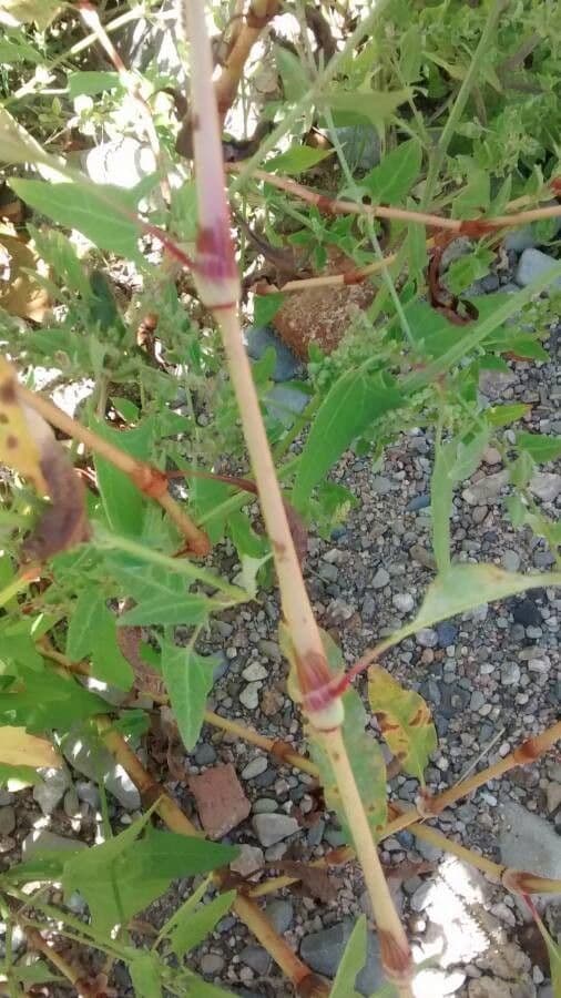 Poligono persicaria 25