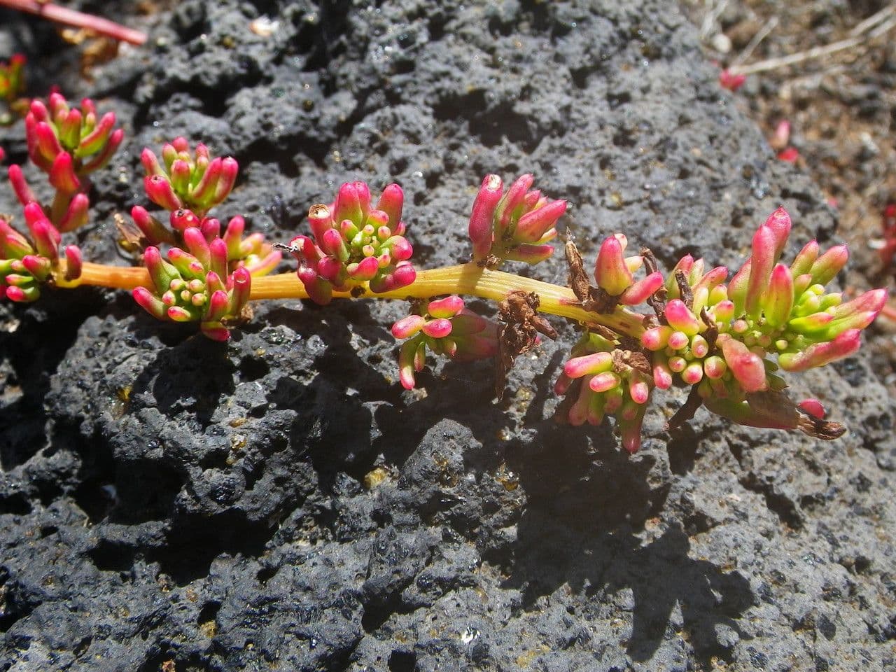 Patellifolia 6