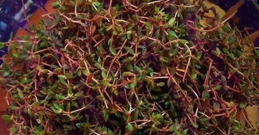 Portulaca 11