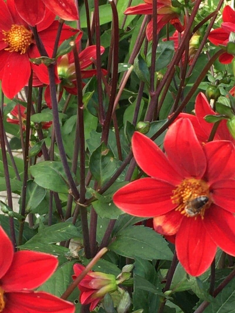 Dalia rossa 4