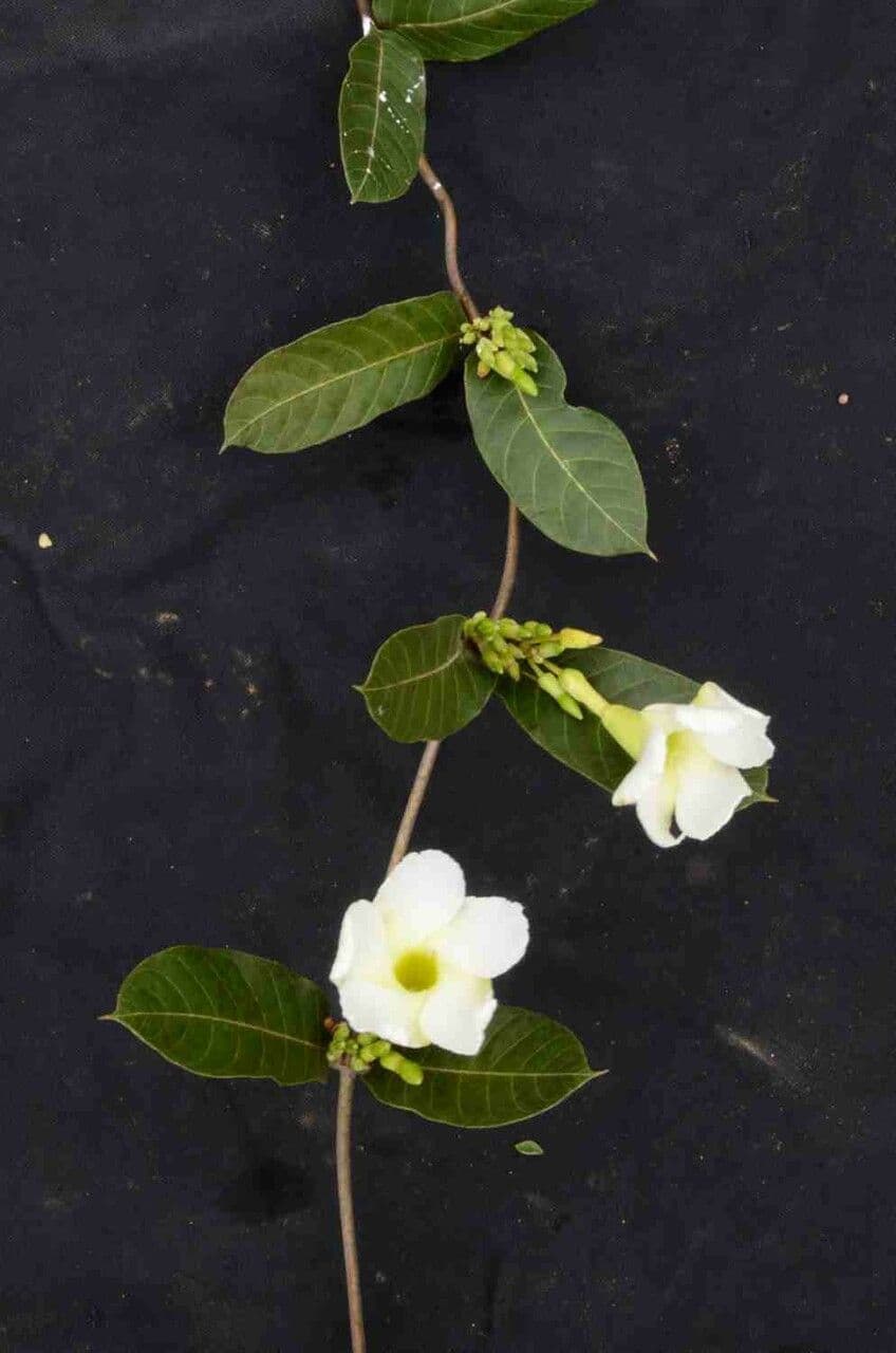 Odontadenia 8