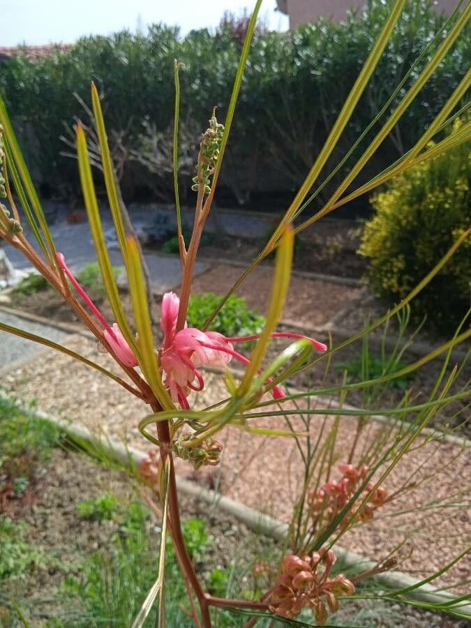 Grevillea Johnsonova 4