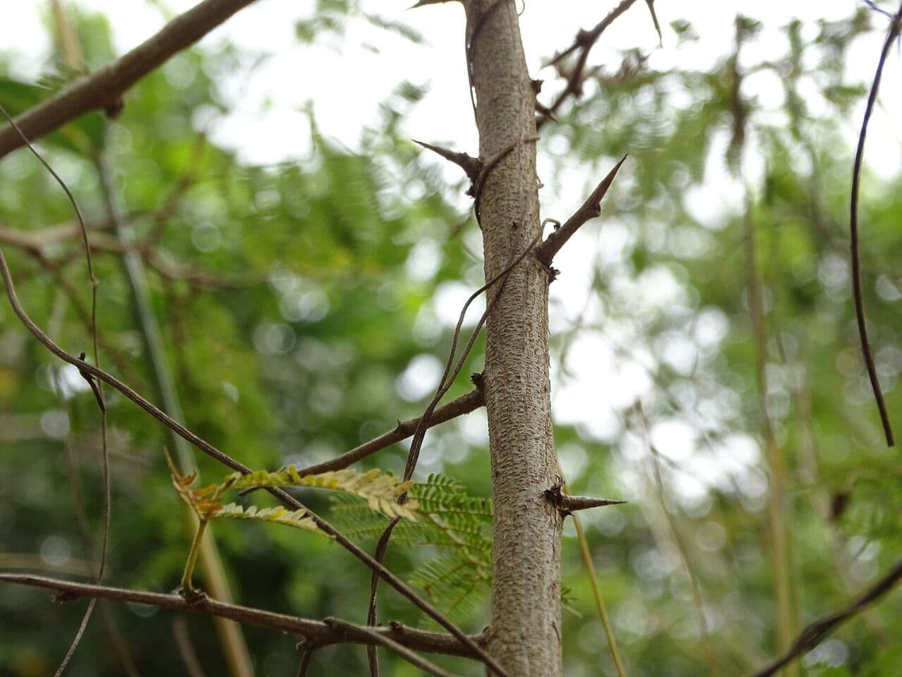 Prosopis 22