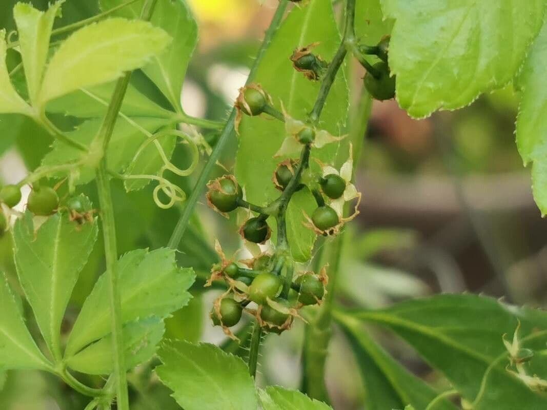 Gynostemma pentaphyllum