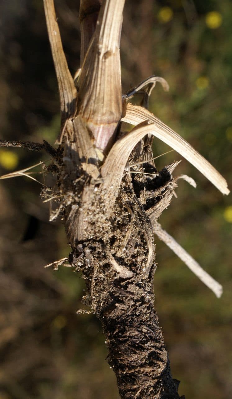 Echinophora spinosa 24