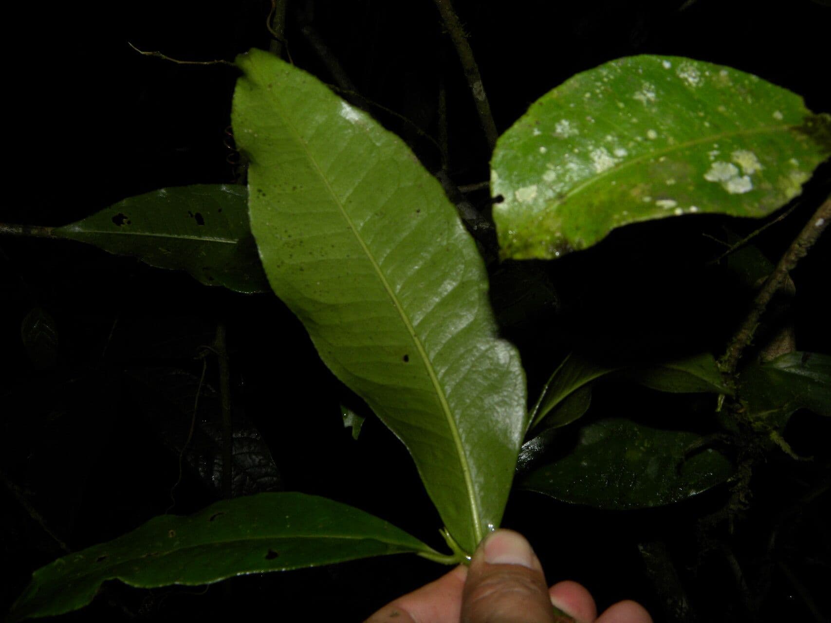 Ardisia 14