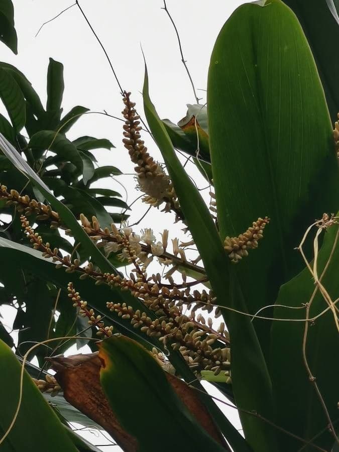 Cordyline 5