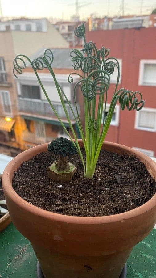 Albuca 13