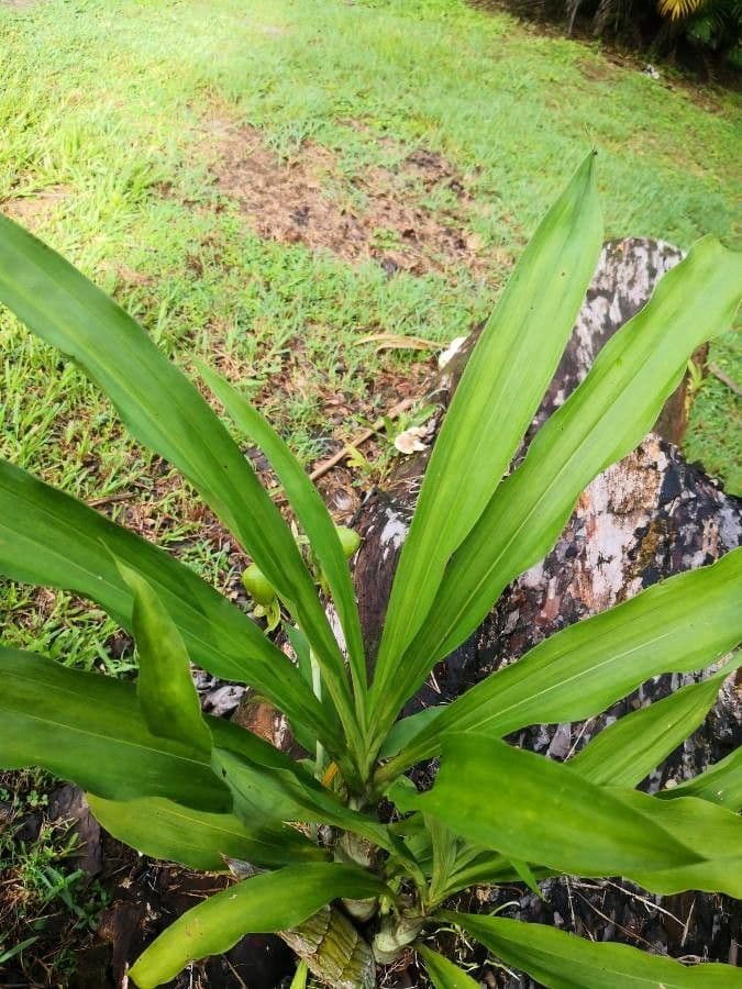 Catasetum maculato 20