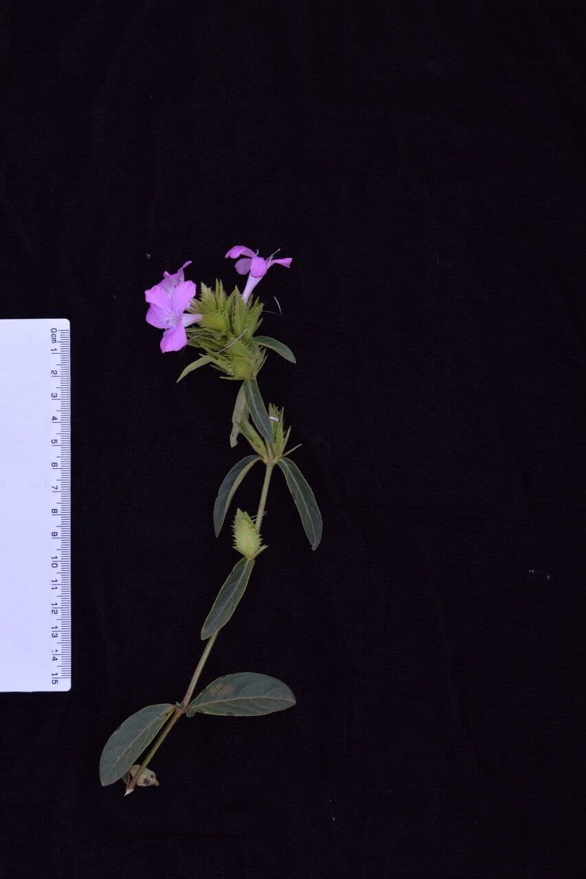 Bürstenblume 27