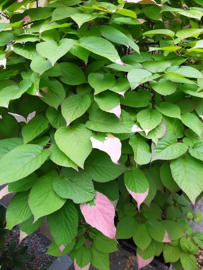 Actinidia kolomikta 14