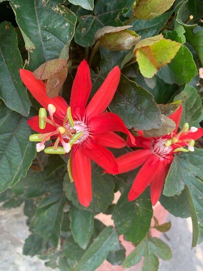 Perfumed passionflower 9
