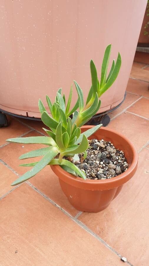 Fico degli Ottentotti 21