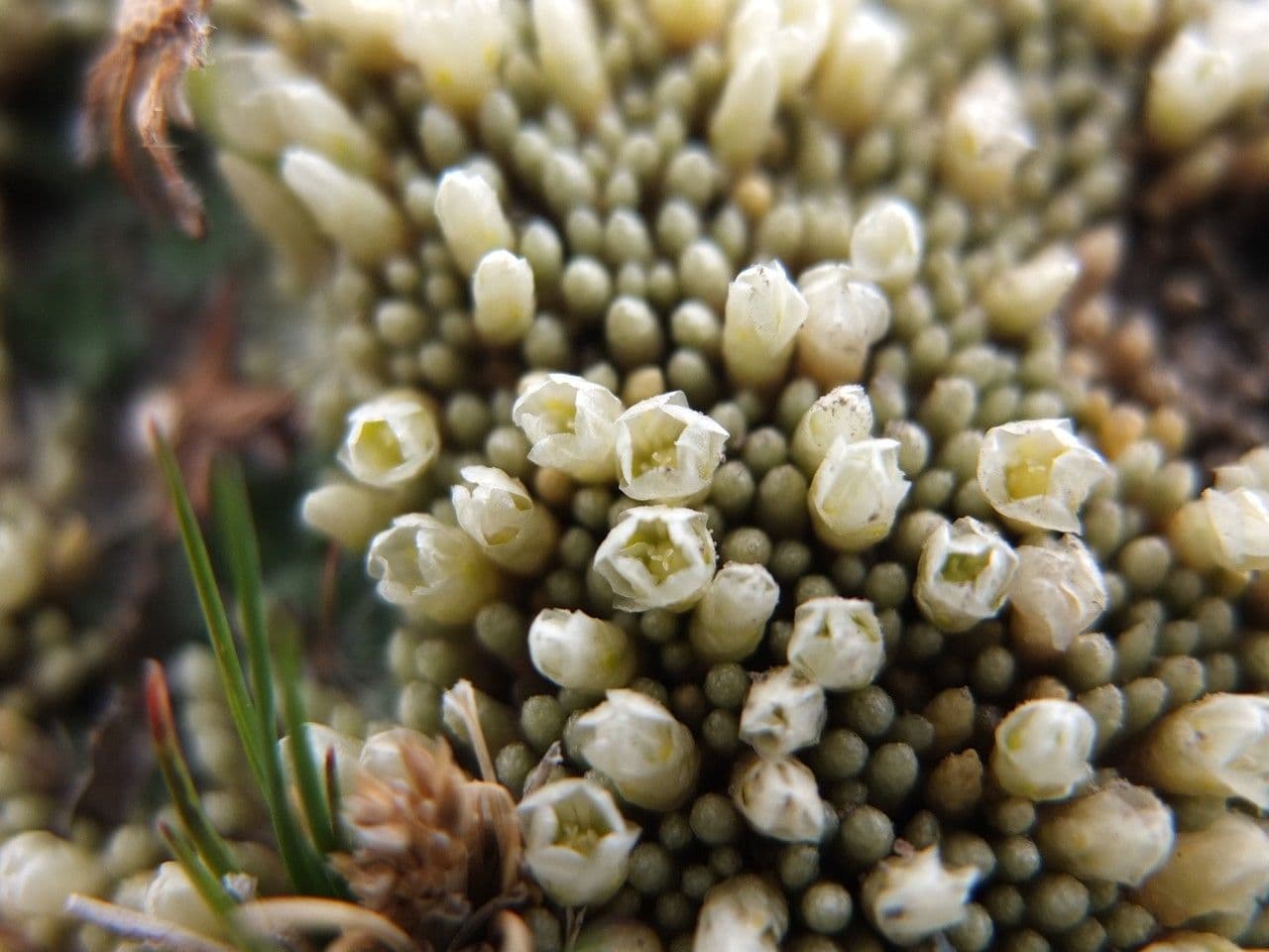 Pycnophyllum 4