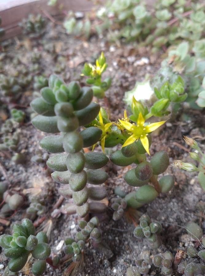 Sedum 3