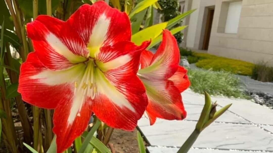 Hippeastrum 10