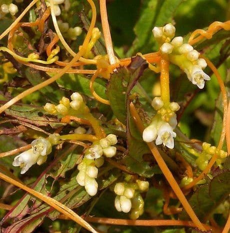 Cuscuta