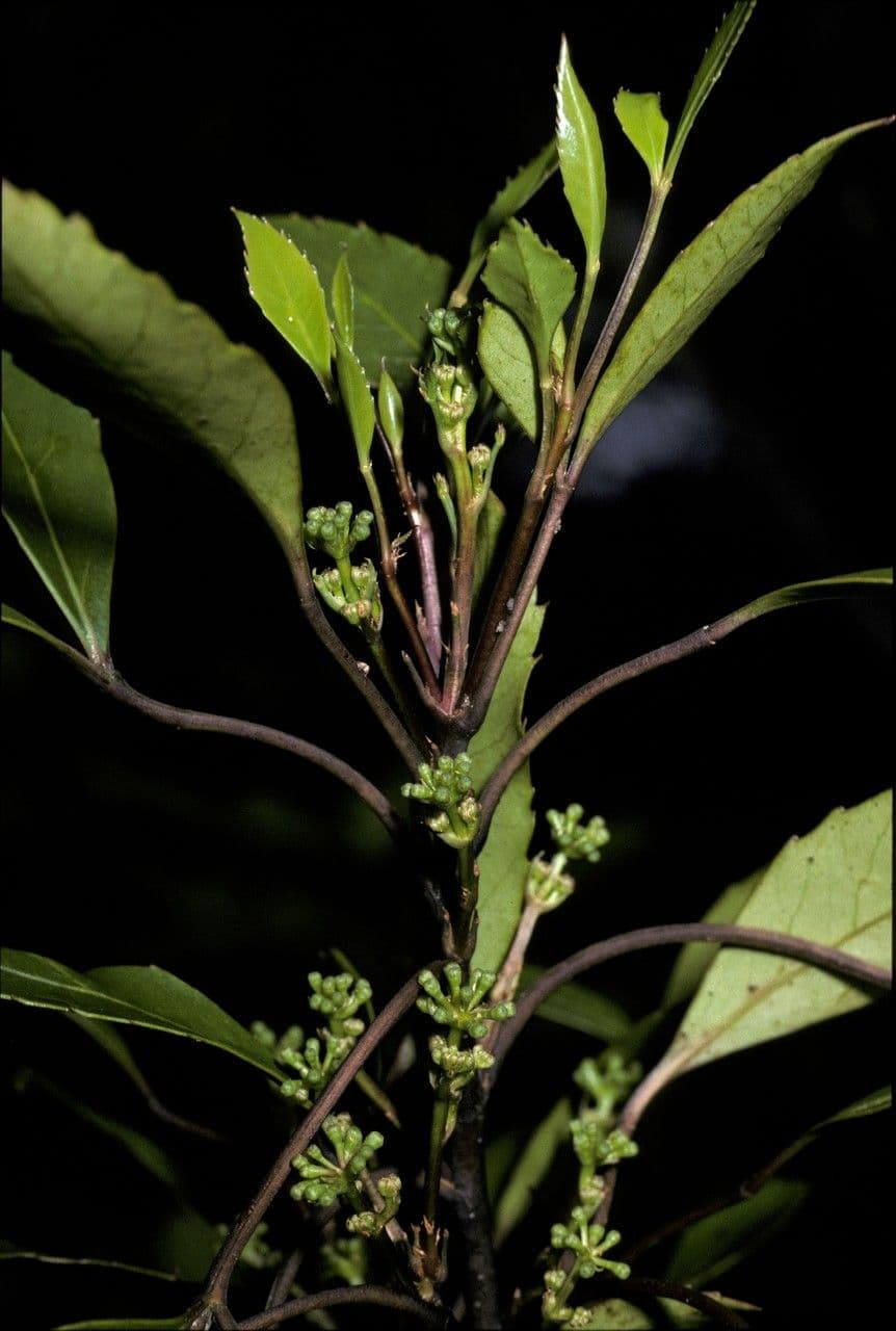 Raukaua simplex