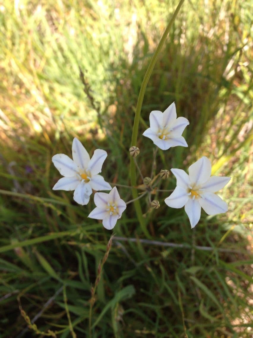Triteleia 3