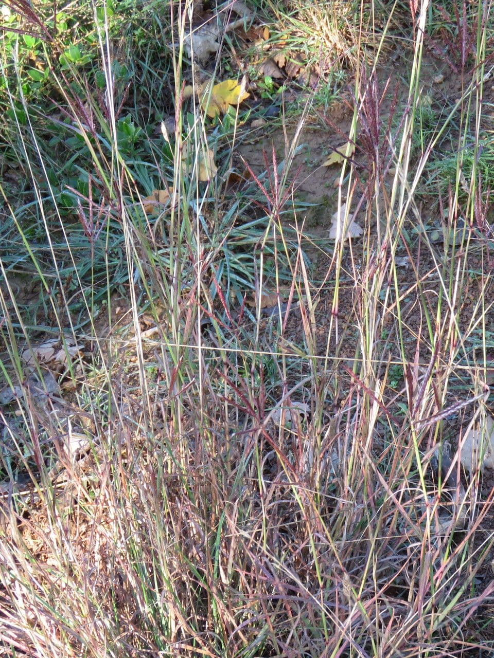 Gewöhnliches Bartgras 12