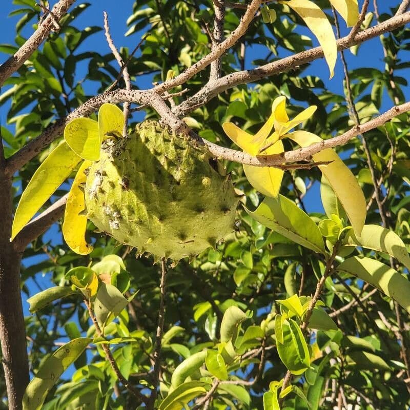 Graviola