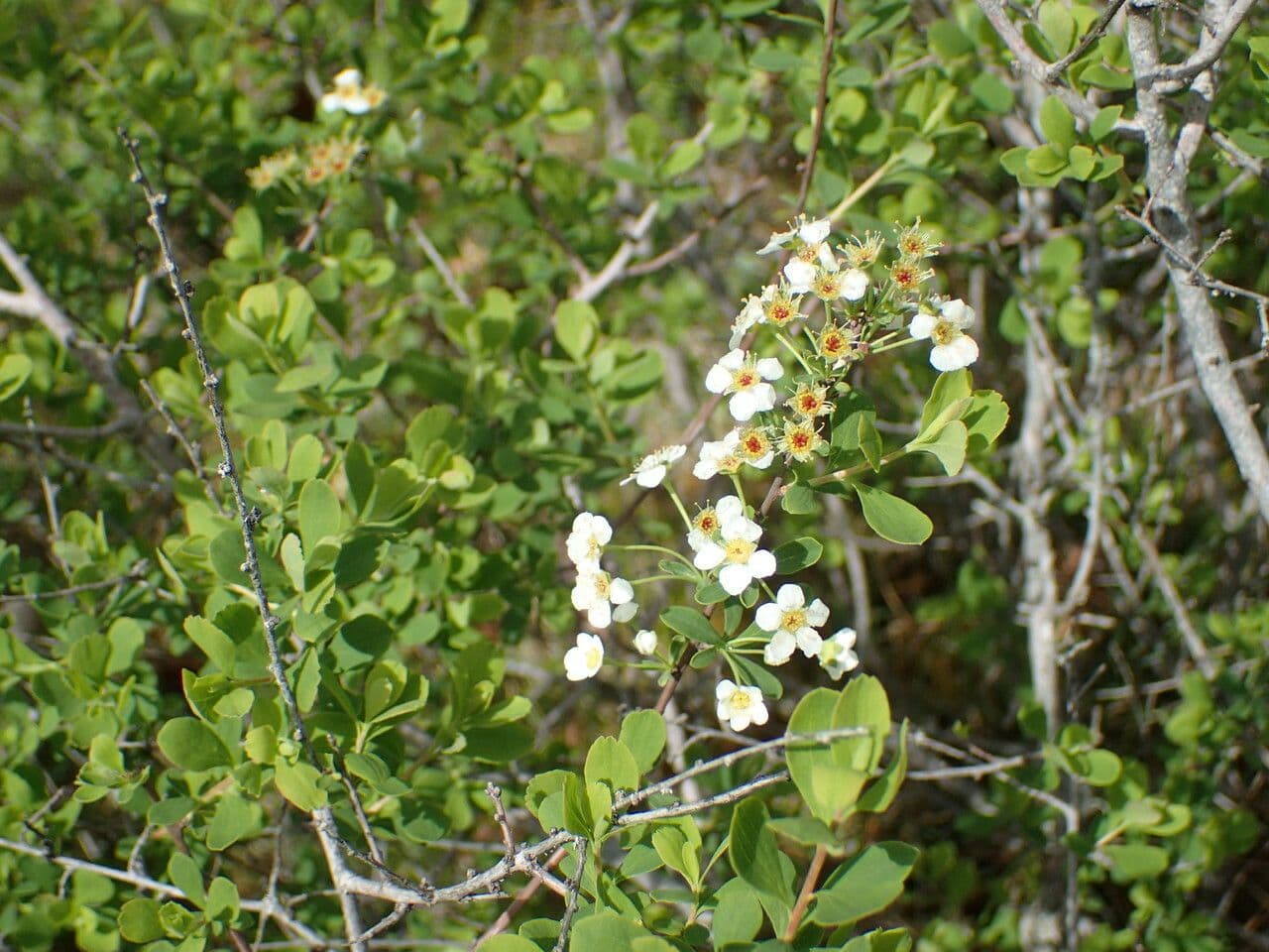 Spirea ipericifolia 18