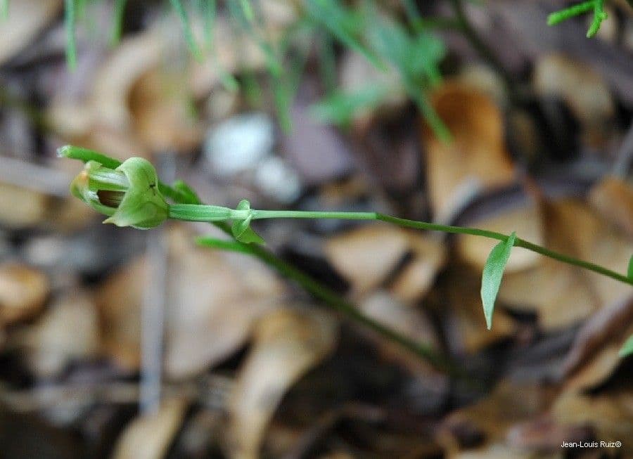 Pterostylis 4