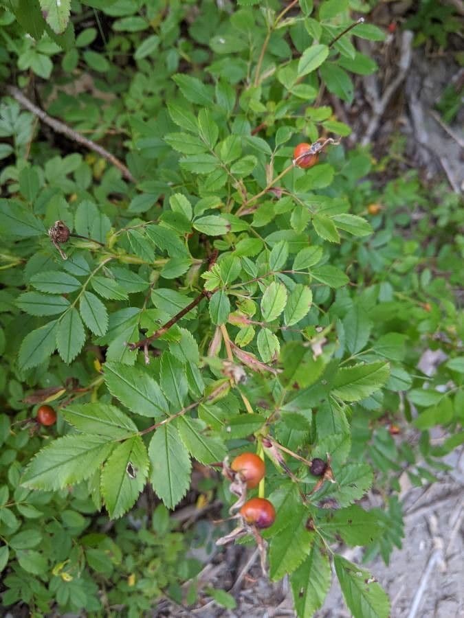 Swamp rose 11