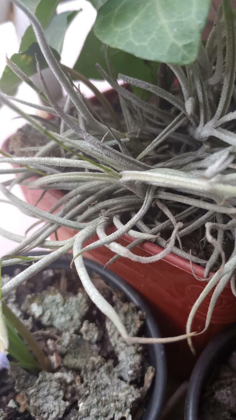 Tillandsia 22