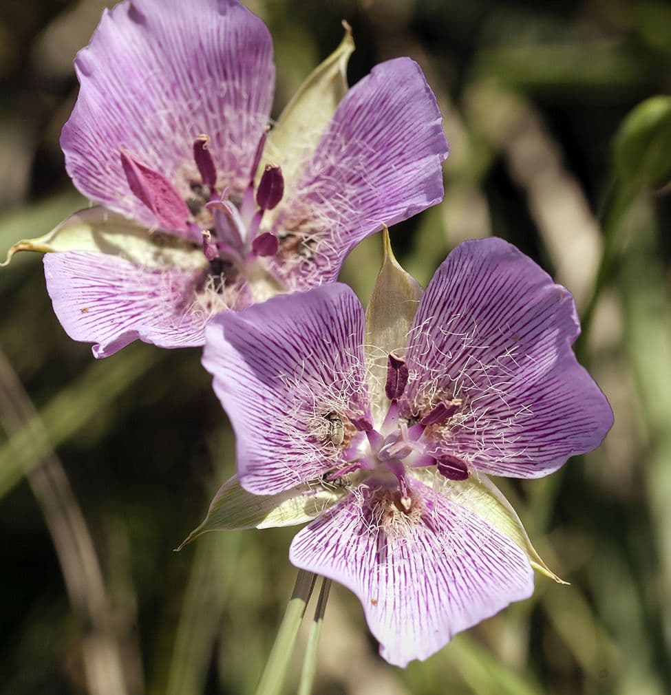Calochortus 4