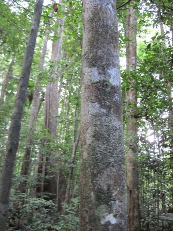 Hirtella 2