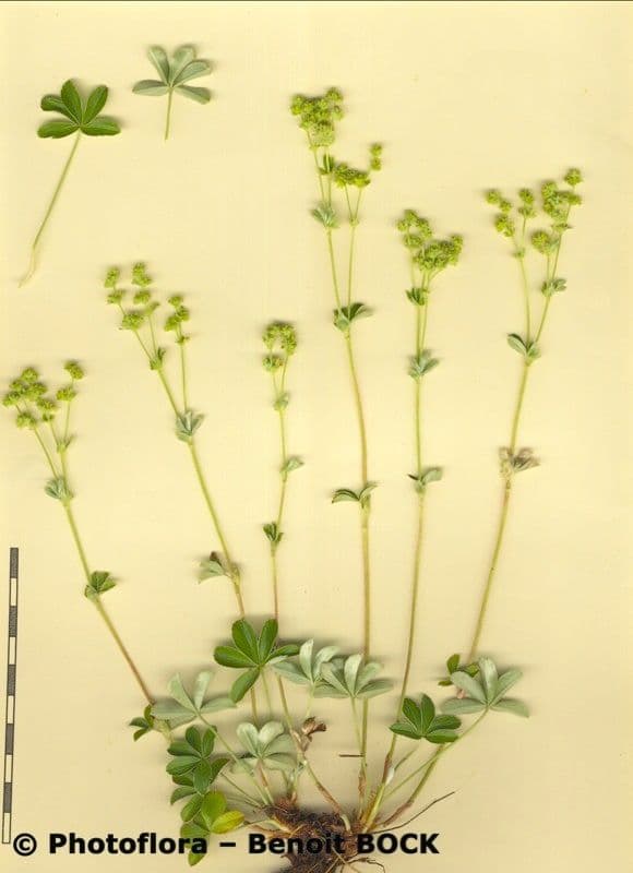 Alchemilla saxatilis 19