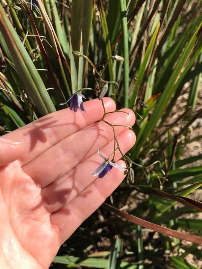 Dianella 5