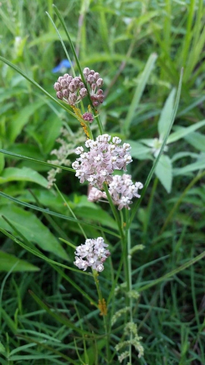 Asclepias lineare 5