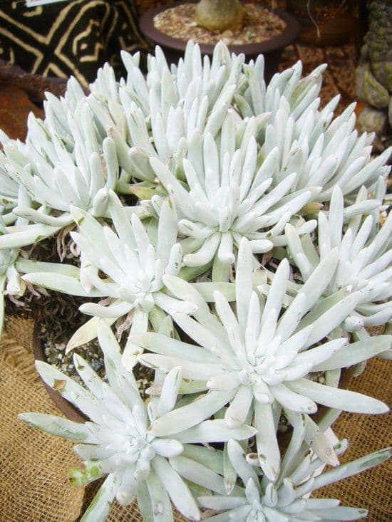 Dudleya verde 3