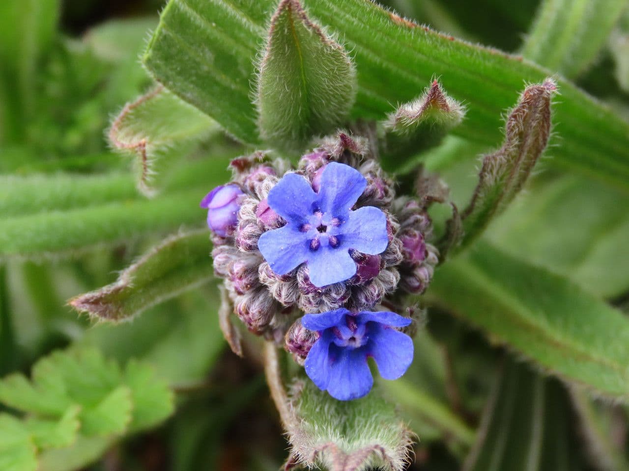 Cynoglottis barrelieri