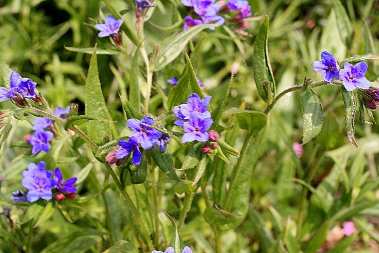 Lappola aspera 9