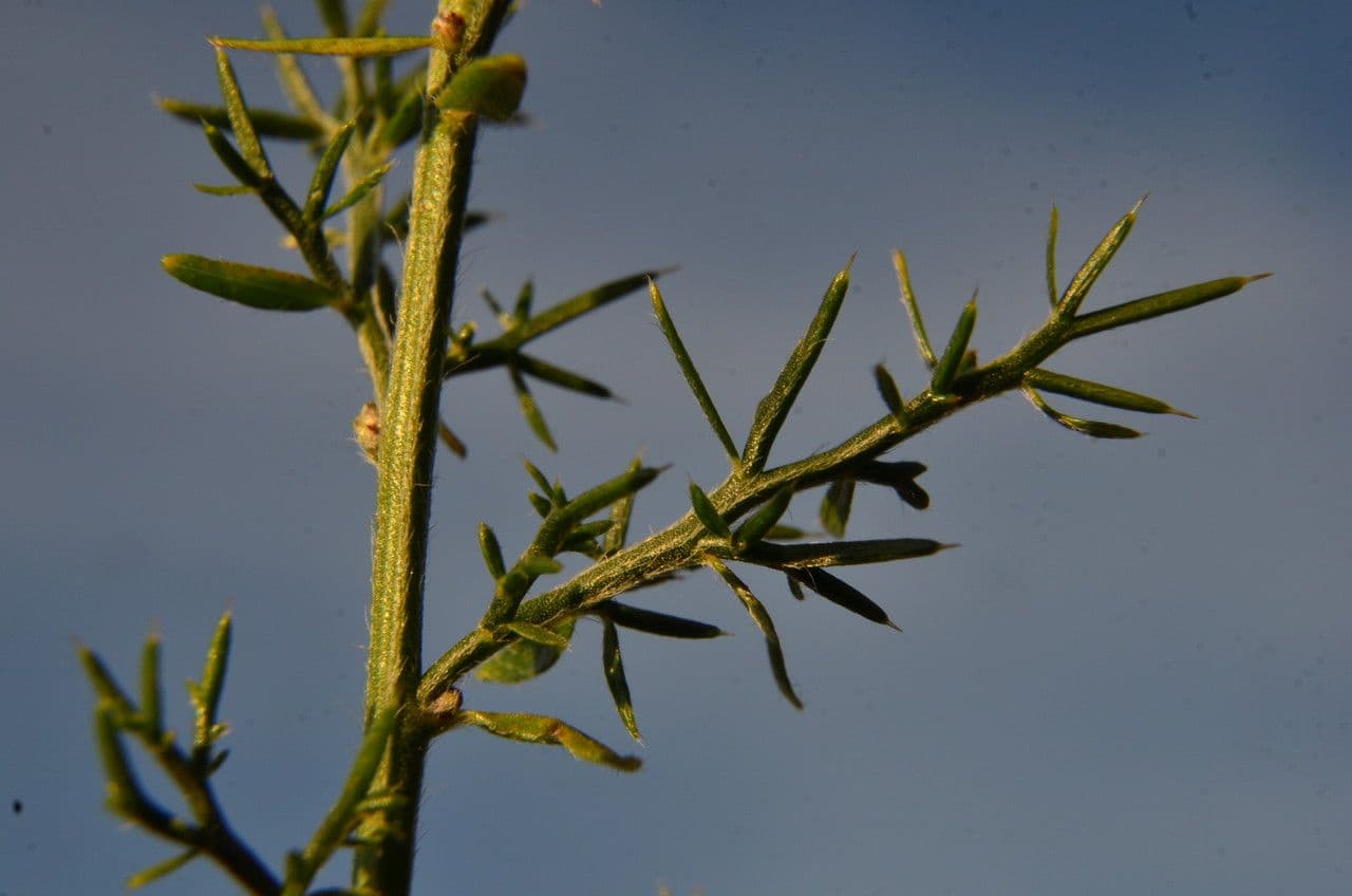 Asparago selvatico 25