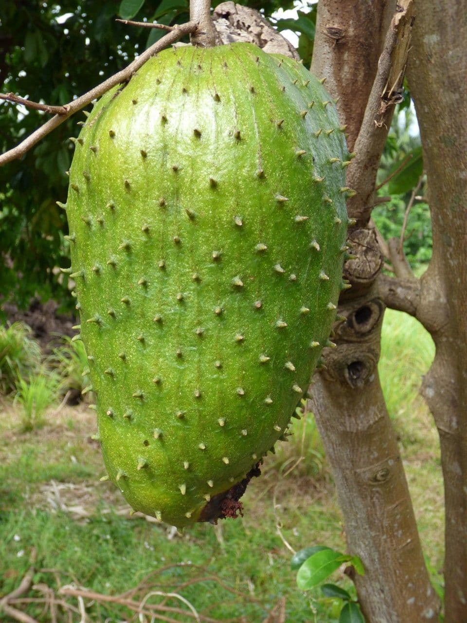 Graviola 2