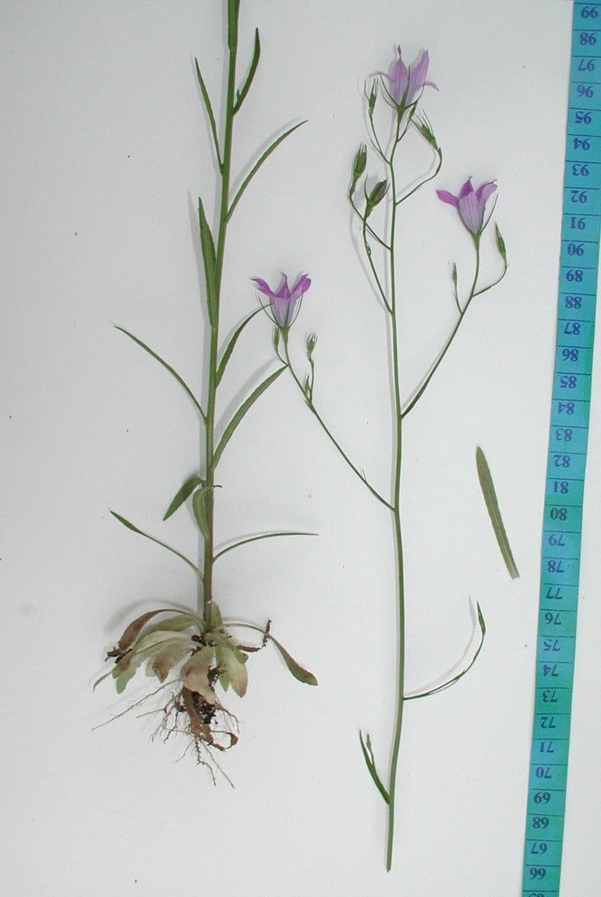 Campanula diffusa 29