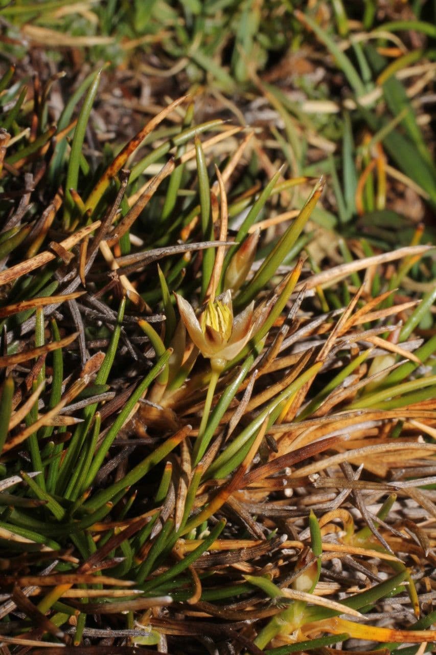 Oxychloe andina 3