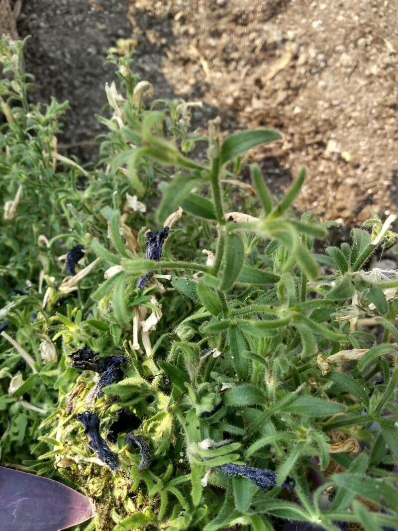 Linaria minore 18