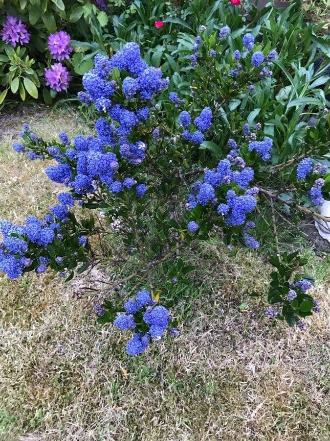 Ceanothus 8