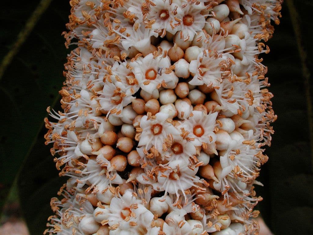 Pycnandra 3