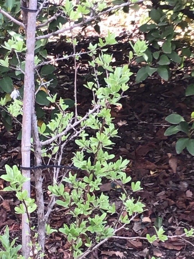 Peral de hoja de almendro 16
