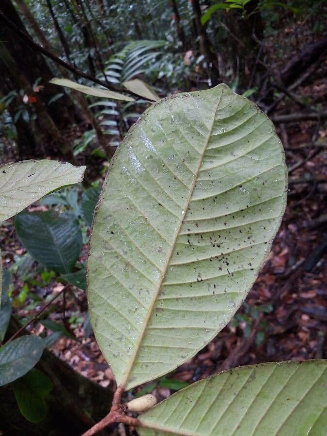 Calycorectes 4