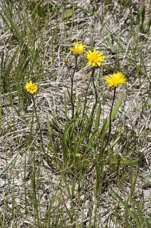 Pyrrocoma uniflora 7