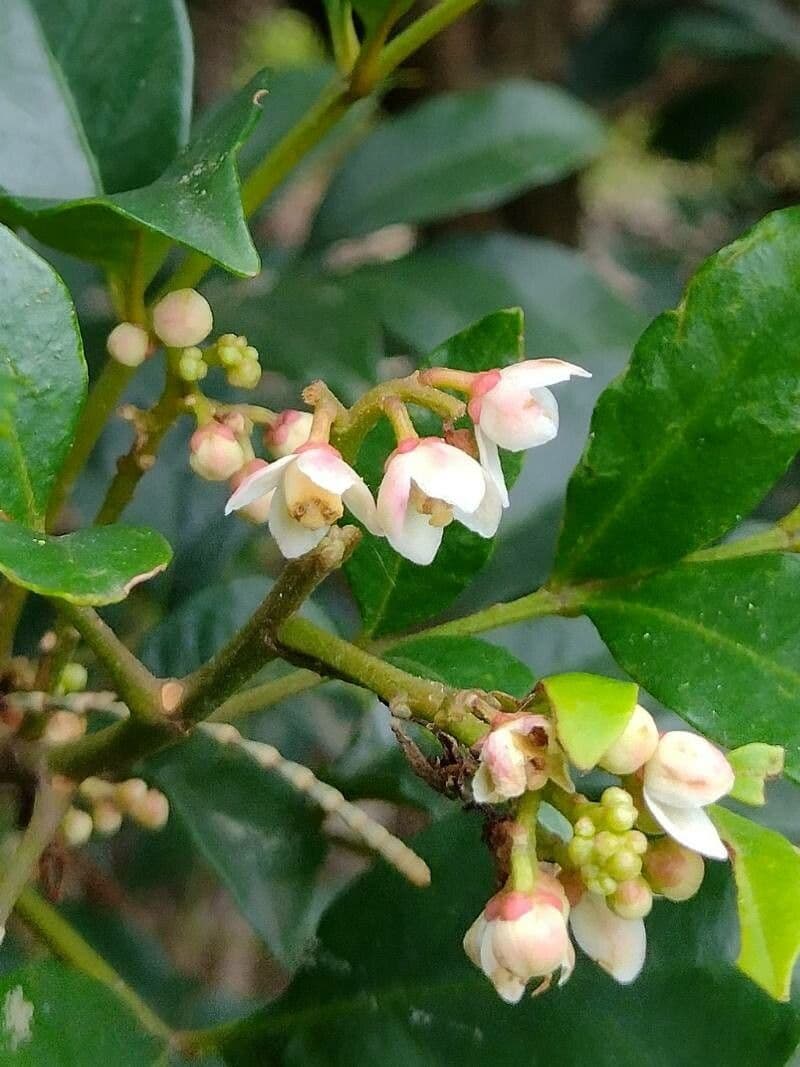 Synoum glandulosum 3